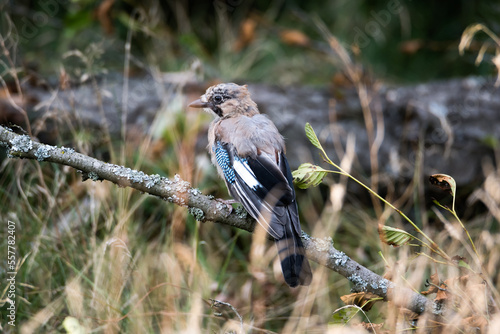 A jay sitting on a dry branch with lichen on a tree. Noisy bird looking around for food. Woodworm tracks in a tree.