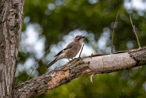 A jay sitting on a dry branch. Noisy bird looking around for food. Woodworm tracks in a tree.