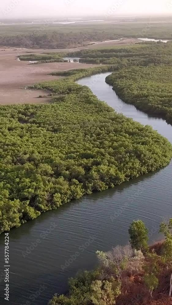 Vertical video of Huge river delta with mangrove and dry land with sandy salty areas Vertical video of Huge river delta with mangrove and dry land with sandy salty areas