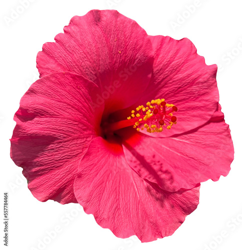 PNG Hibiscus pink flower head transparent background