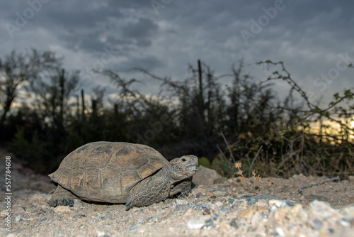 Desert Tortoise (Gopherus agassizii) photo