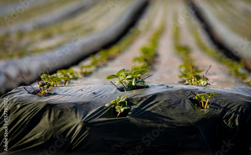 Strawberry seedling plants in rows in a field in covered with black plastic photo