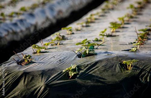 Strawberry seedling plants in rows in a field in covered with black plastic photo