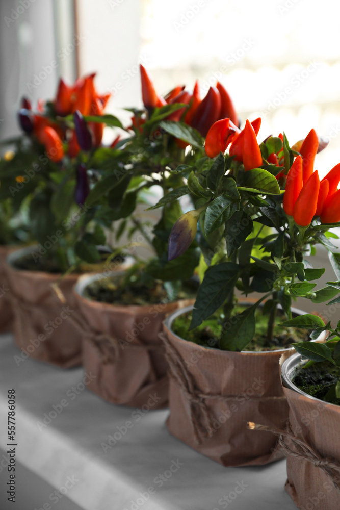 Capsicum Annuum plants. Many potted multicolor Chili Peppers on windowsill indoors, space for text Capsicum Annuum plants. Many potted multicolor Chili Peppers on windowsill indoors, space for text