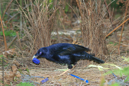 Male Australian Satin Bowerbird decorates it's bower with blue items photo