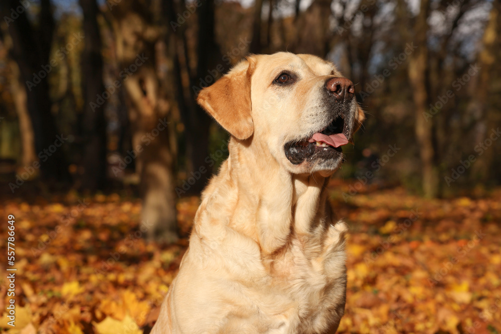 Cute Labrador Retriever dog in sunny autumn park