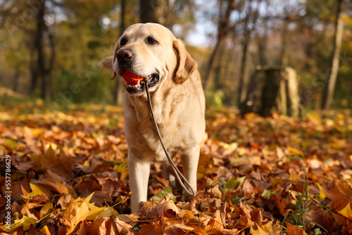 Cute Labrador Retriever dog with toy ball in sunny autumn park