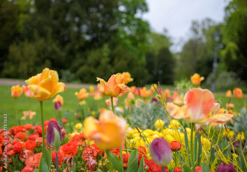 Multiple wet tulips in green park early in the spring Multiple wet tulips in green park early in the spring