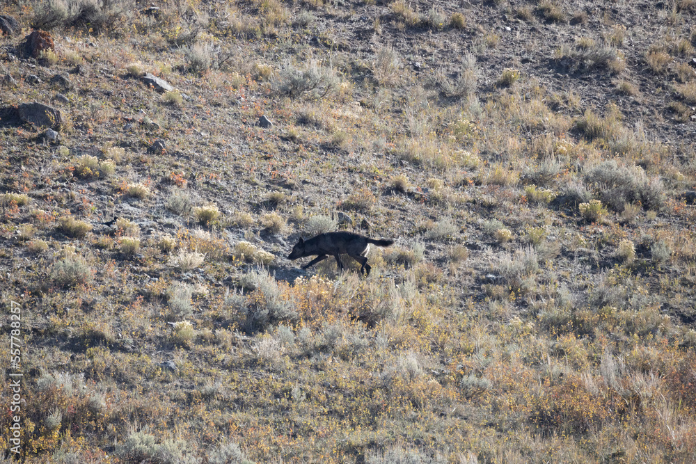 Wolf black wolf female hunting in open field 6
