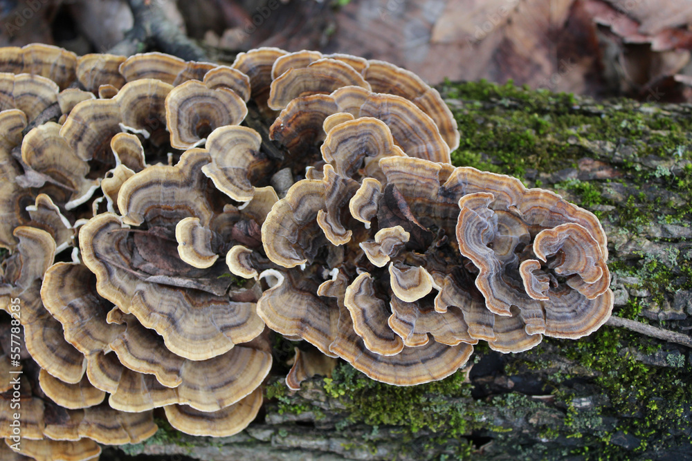 Turkey tail mushrooms on a mossy log at Blue Star Woods in Glenview, Illinois Turkey tail mushrooms on a mossy log at Blue Star Woods in Glenview, Illinois