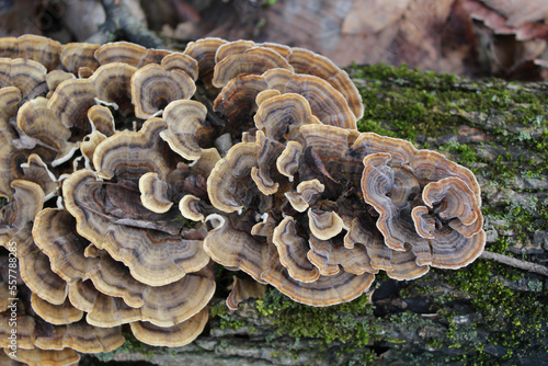 Turkey tail mushrooms on a mossy log at Blue Star Woods in Glenview, Illinois