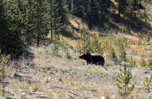 Grizzly bear in forest fat bear near winter 4