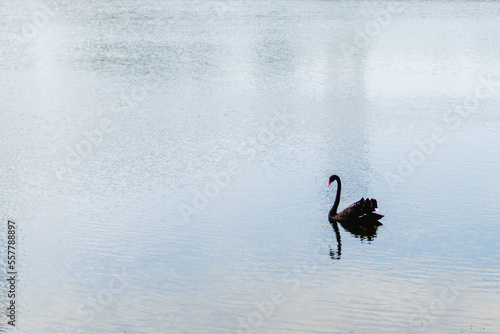 black goose alone in a lake. copy space