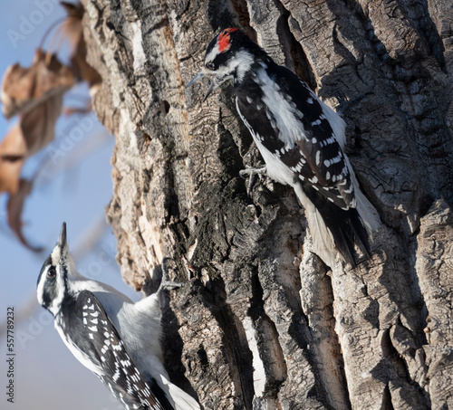 Hairy woodpecker (Picoides villosus), Calgary, Carburn Park, Alberta, Canada