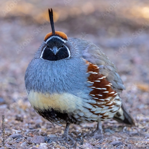 quail  photo