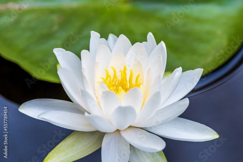 American White Waterlily