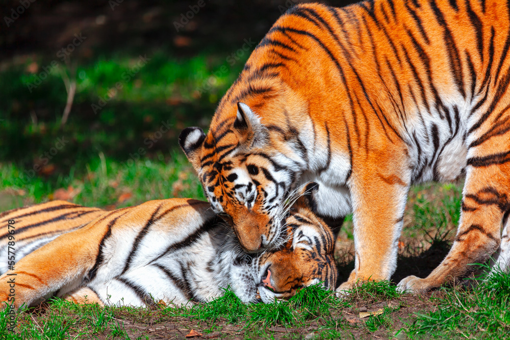 Tigers in love . Wild animals in love Tigers in love . Wild animals in love