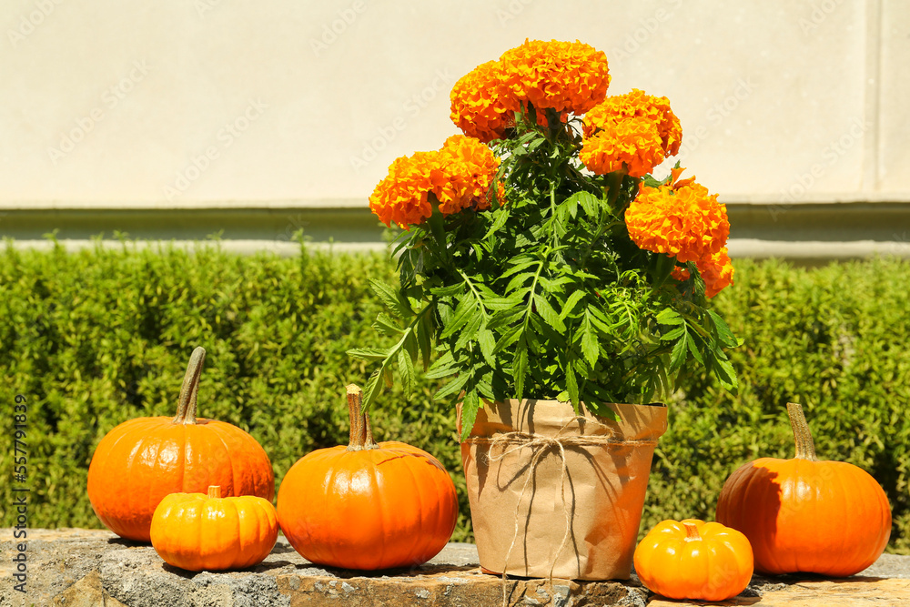 Ripe orange pumpkins and blooming marigolds on stone surface in garden Ripe orange pumpkins and blooming marigolds on stone surface in garden