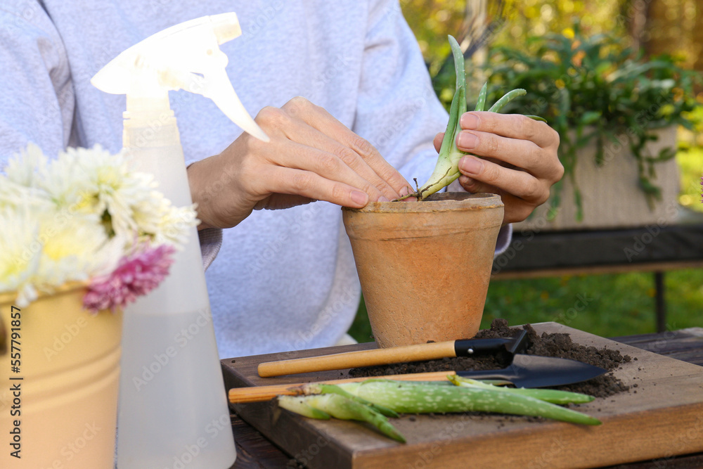 Woman transplanting aloe seedling into pot in garden, closeup