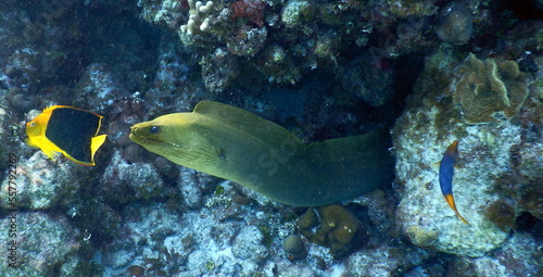 Costa Rica Sealife Pacific Caribbean