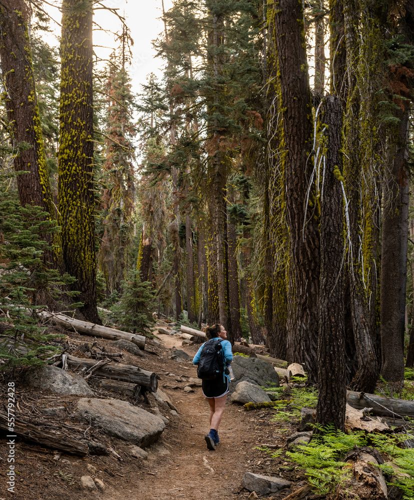 Woman Strolls Along Dirt Trail through Large Pines Woman Strolls Along Dirt Trail through Large Pines