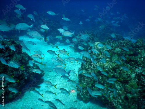Costa Rica Sealife Pacific/Caribbean
