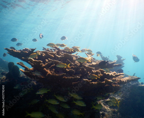 Under the sea, Caribbean sea life photo