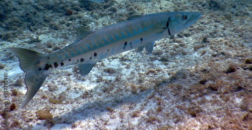 Under the sea, Caribbean sea life