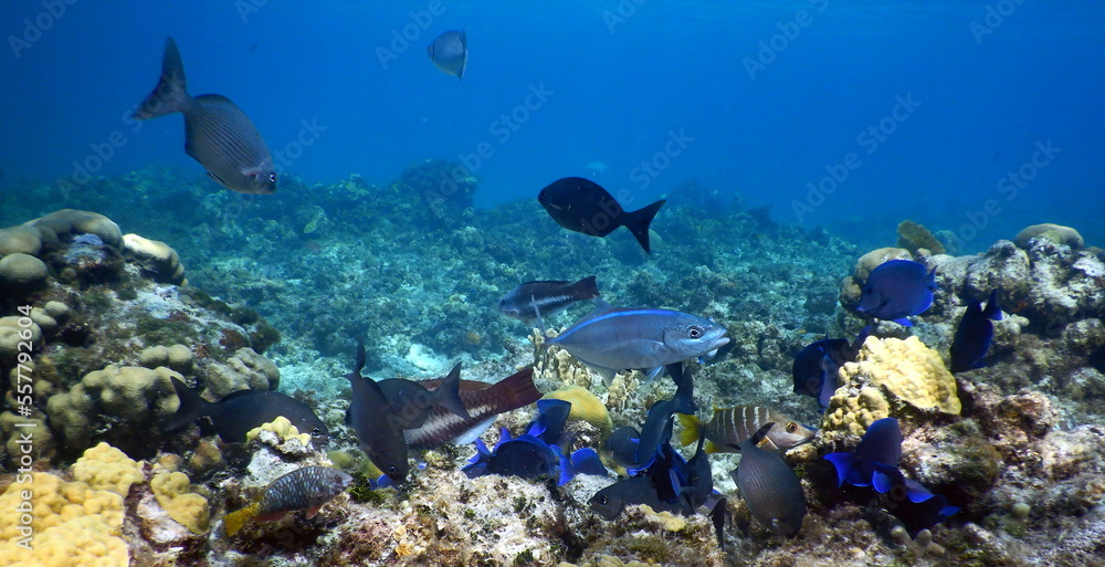 Naklejka premium Under the sea, Caribbean sea life
