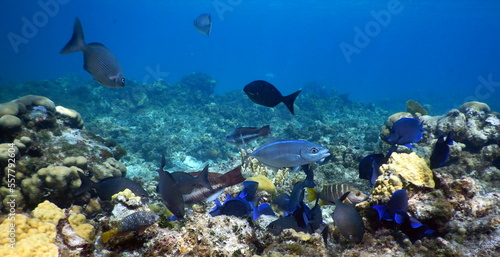 Under the sea, Caribbean sea life © Brian