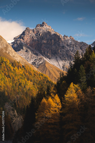 Larches in the Swiss National Park 3