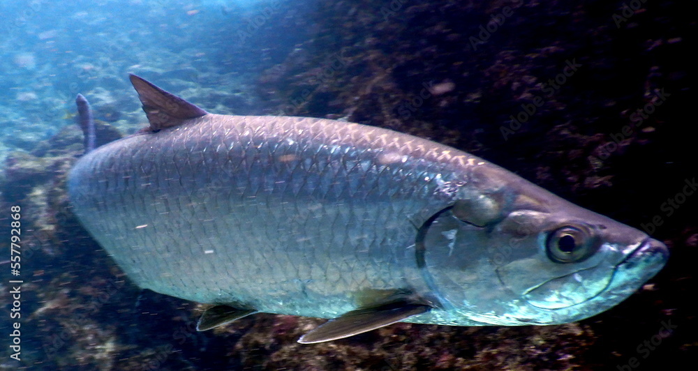 Under the sea, Caribbean sea life Under the sea, Caribbean sea life
