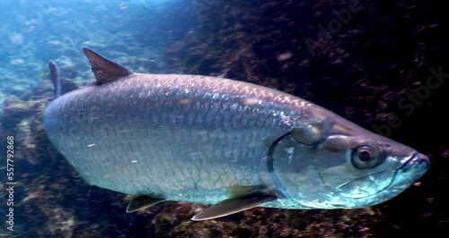 Under the sea, Caribbean sea life