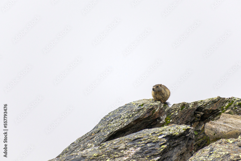 Cozy marmot