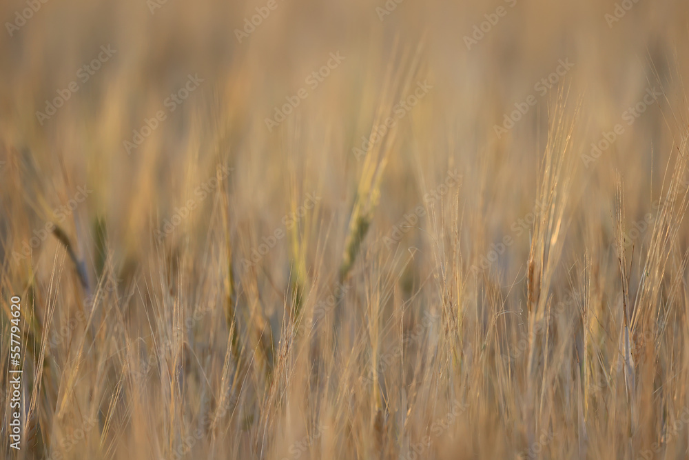 grain harvest background crisis farming