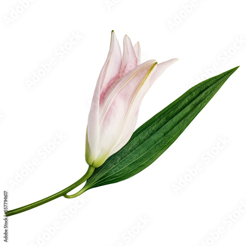 Lily flower bud with green leaf isolated on transparent or white background