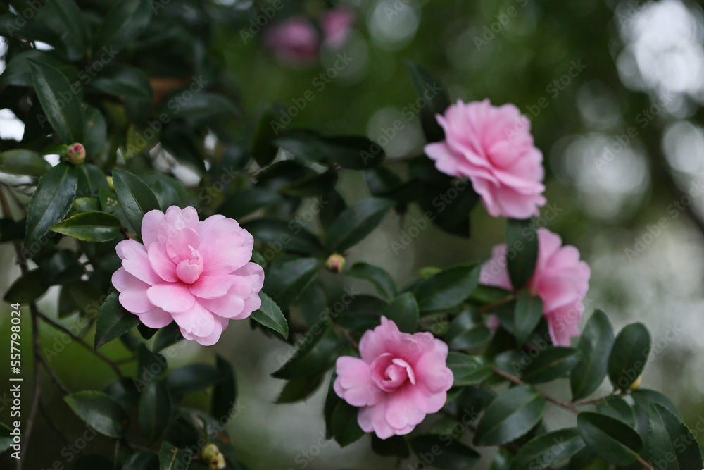 ひっそりと咲くピンク色のサザンカの花　冬の山茶花満開