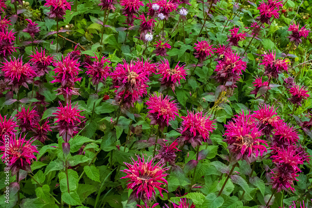 Bee Balm Flowers in the Garden Bee Balm Flowers in the Garden