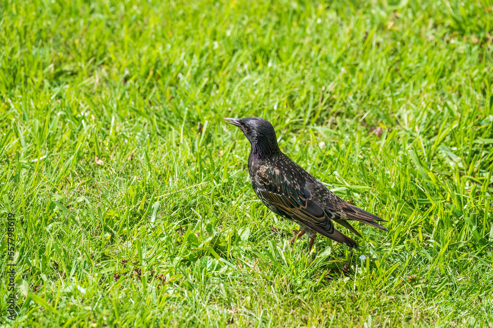 The common starling or European starling, Sturnus vulgaris, on a sprng lawn. The common starling or European starling, Sturnus vulgaris, on a sprng lawn.
