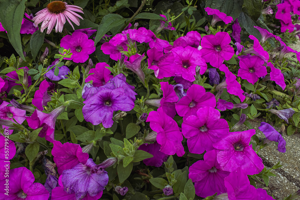 Pink petunias in the garden Pink petunias in the garden