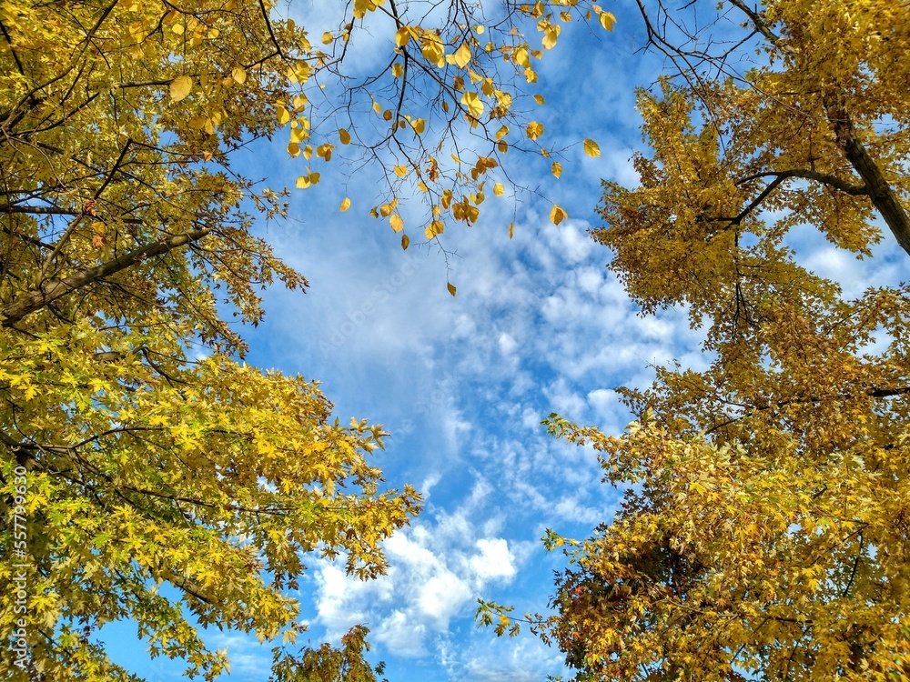 Fototapeta premium Sunlit Yellow Autumn Morning Tree Leaves