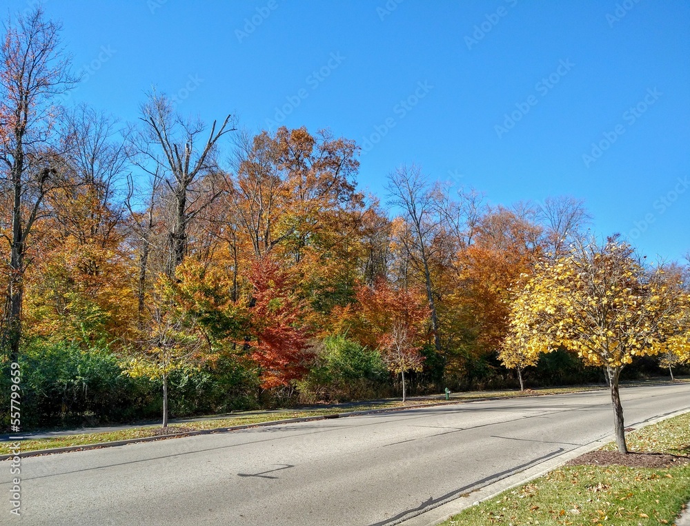 Bright Blue Sky Over Scenic Autumn Tree-Lined Street