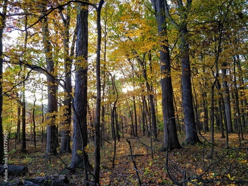 Sunlight Peeking Through Golden Autumn Forest Park Trees