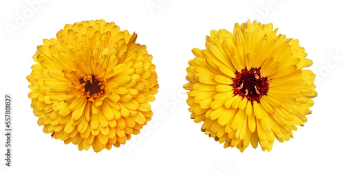 Fototapeta Naklejka Na Ścianę i Meble -  Yellow calendula flowers isolated on transparent background