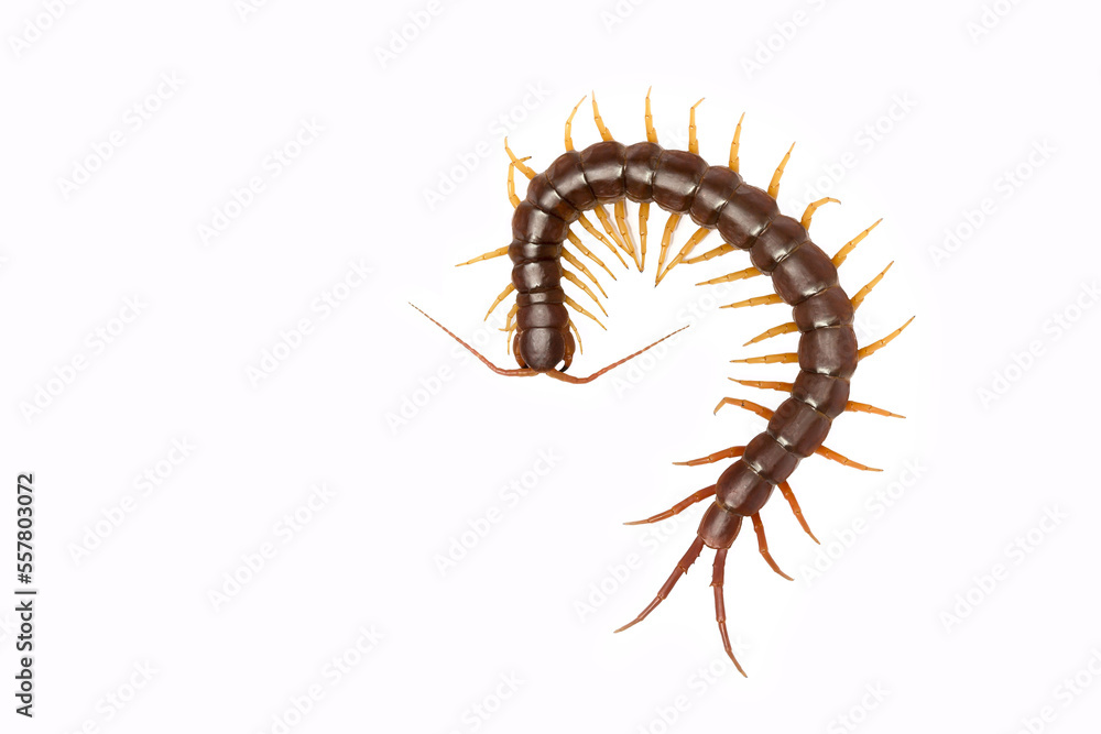 centipede (Scolopendra sp.) centipede isolated on white background. The top view of a living centipede, high resolution images shot in a studio room centipede (Scolopendra sp.) centipede isolated on white background. The top view of a living centipede, high resolution images shot in a studio room