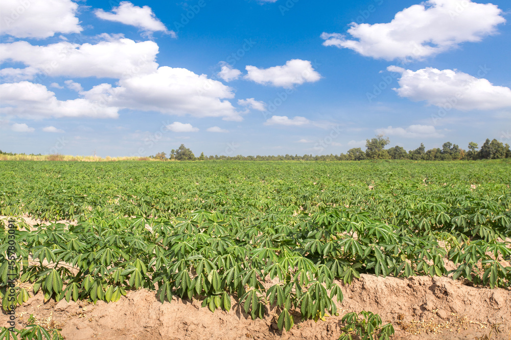 Cassava plantation farming , growing of Cassava, row of cassava tree in field and mountains background