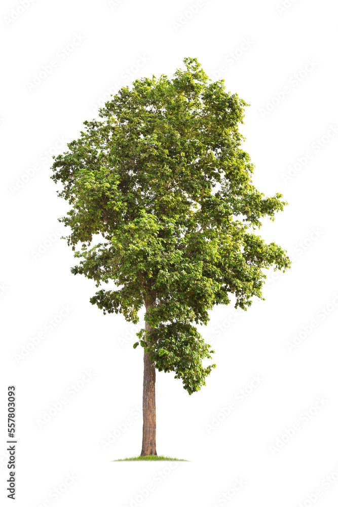 Obraz premium isolated big tree on White Background. tropical trees isolated used for design, advertising and architecture