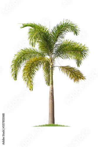 isolated big palm tree on White Background.Large palm trees database Botanical garden organization elements of Asian nature in Thailand 