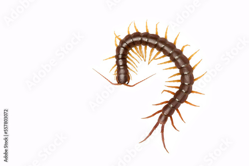 centipede (Scolopendra sp.) centipede isolated on white background. The top view of a living centipede, high resolution images shot in a studio room