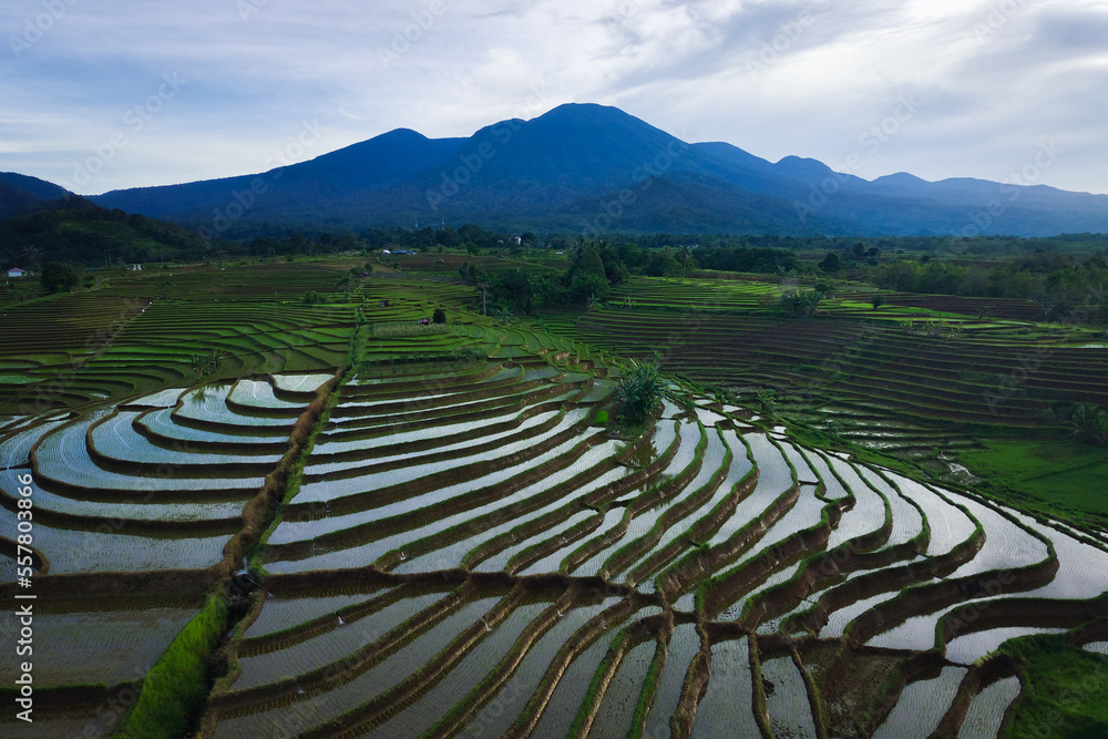 Beautiful morning view of Indonesia. Aerial photo of beautiful rice terraces